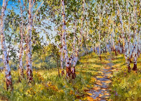 Birch Trees in the Sunshine