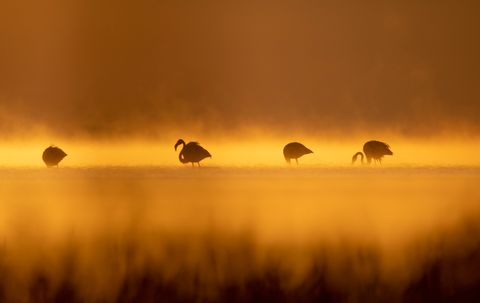  Flamingos in the mist