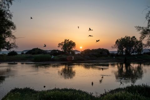  Sunrise at the wetland