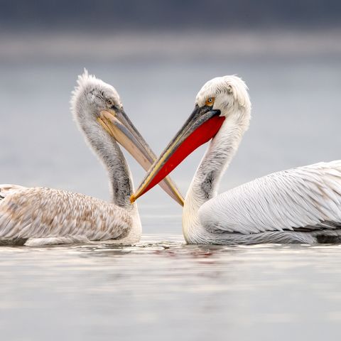 Dalmatian pelicans