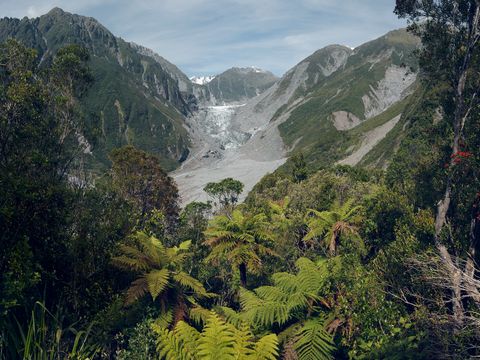 Fox, New Zealand